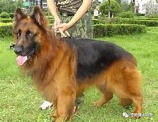中国长毛狼犬多少钱